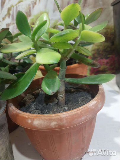 Толстянка Крассула (или денежное дерево)