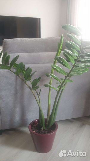 Замиокулькас