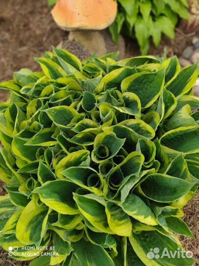 Многолетние садовые растения