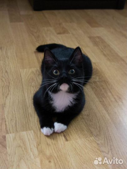 Филя -ласковый и игривый черно-белый котик 2,5 мес
