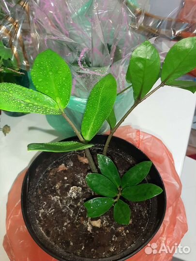 Продам цветочек денежное дерево