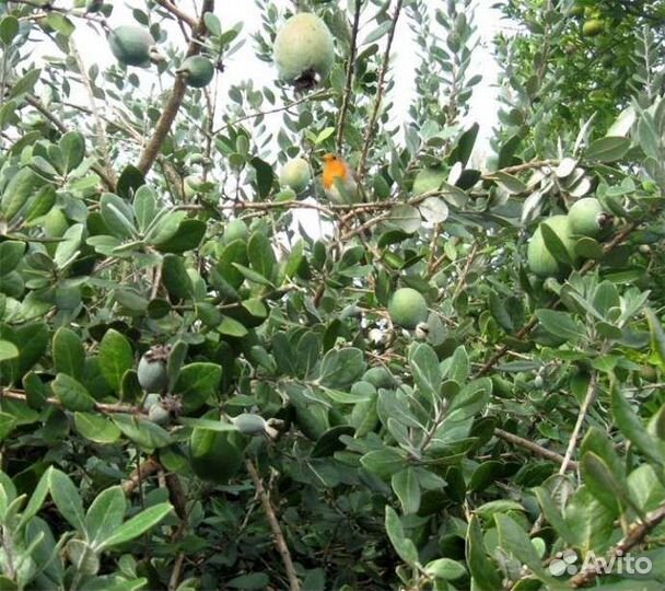 Саженцы фейхоа