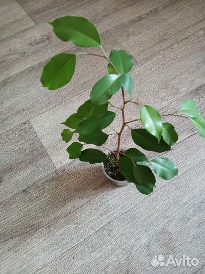 Фикус бенджамина в ассортименте