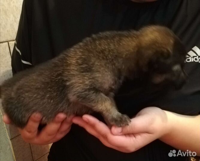 Собака в добрые руки щенок мальчик