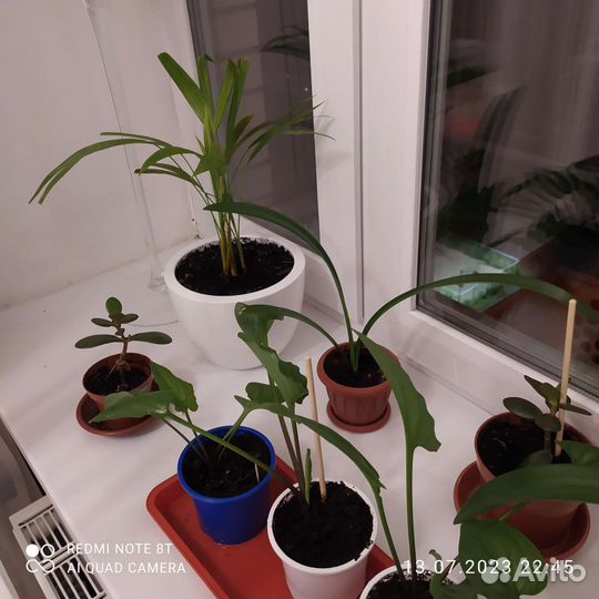 Комнатные растения цветы