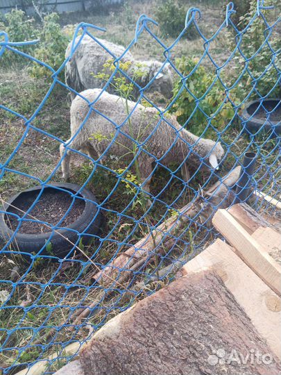 Продажа баранов
