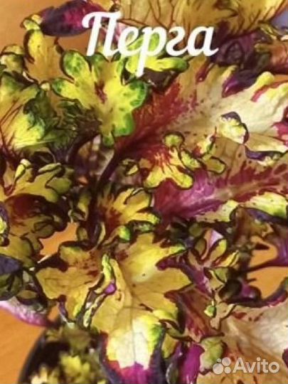 Черенки колеуса