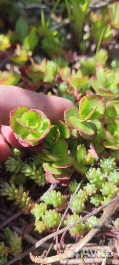 Очиток, каменные розы