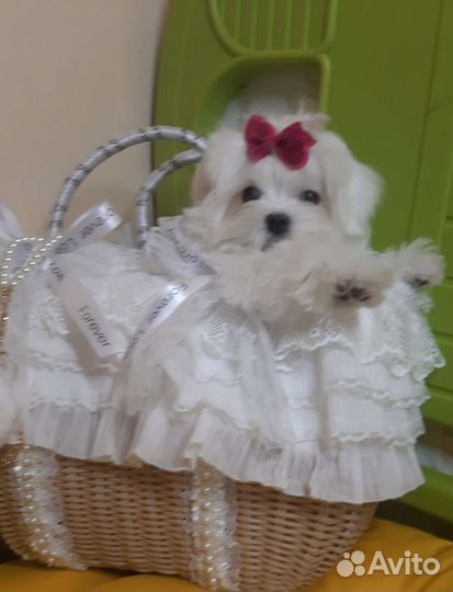 Мальтезе. Мальтийская болонка