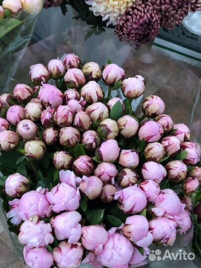 Пионы Адлер