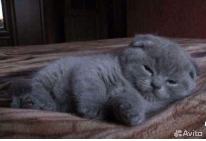 Шотландские котята