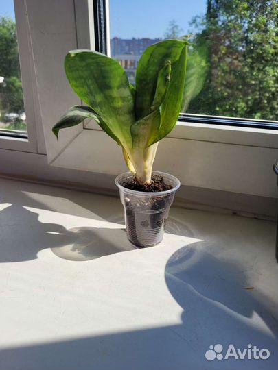 Сансевиерия