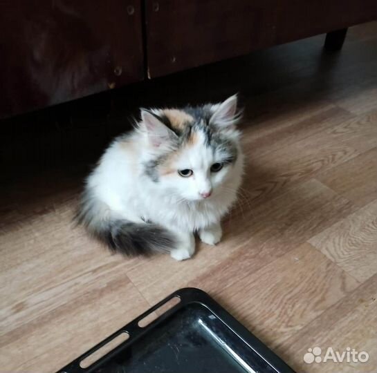 Кошки в добрые руки
