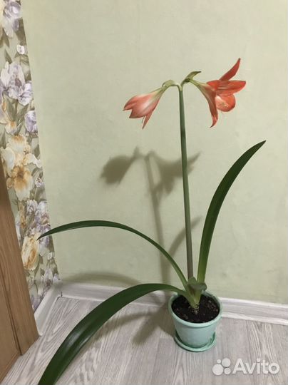 Гиппеаструм цветущий