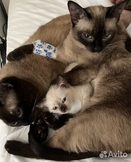 Сиамский кот вязка