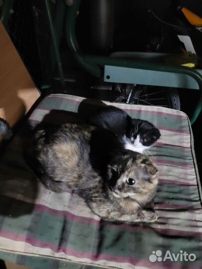 Кошка в дар