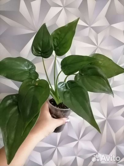 Алоказии разные