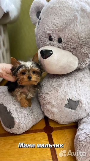 Мини мальчик йорка, РКФ док