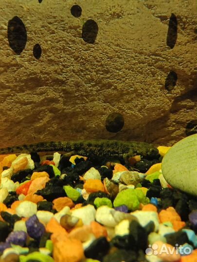 Аквариум 60л