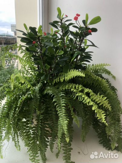 Молочай Миля, Панданус, кактусы