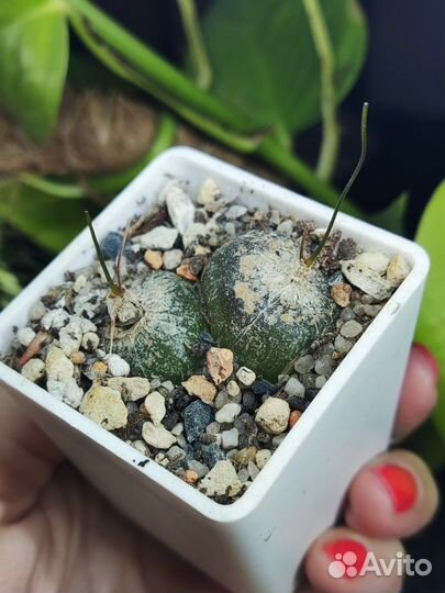 Суккуленты