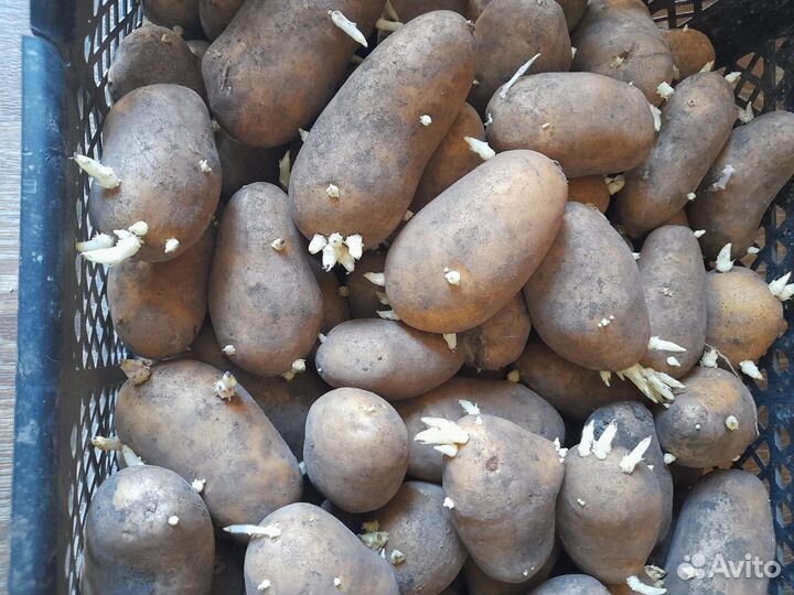 Семенной картофель