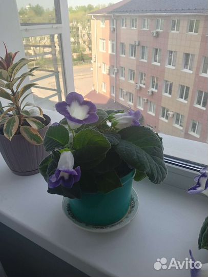 Цветы глоксиния