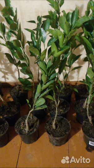 Цитрусовые растения