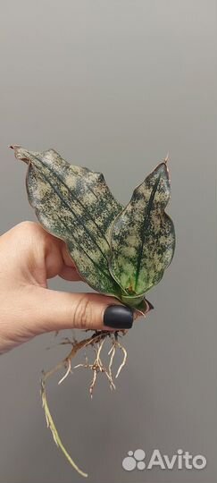 Сансевиерия кирки копертон