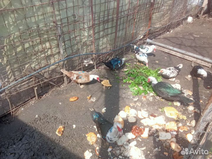 Мускусные утки индоутки индоутята