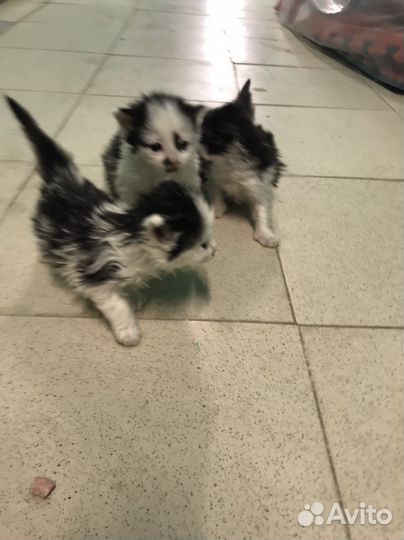 Котята бесплатно