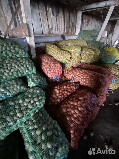 Картофель кормовой