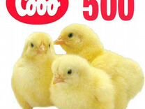 Цыплята бройлеры Кобб 500