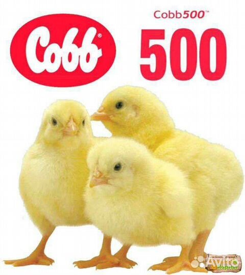 Цыплята бройлеры Кобб 500