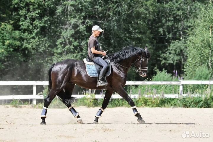 Продается молодой жеребец