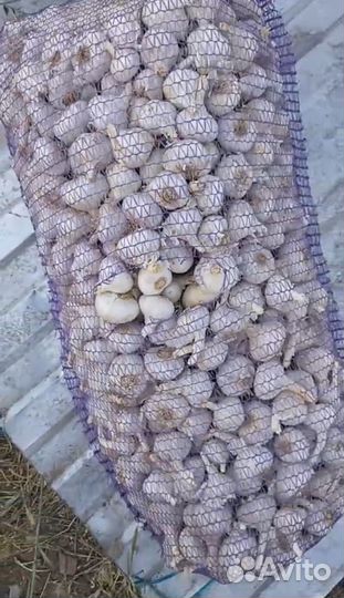 Чеснок Добрыня 1 репродукция