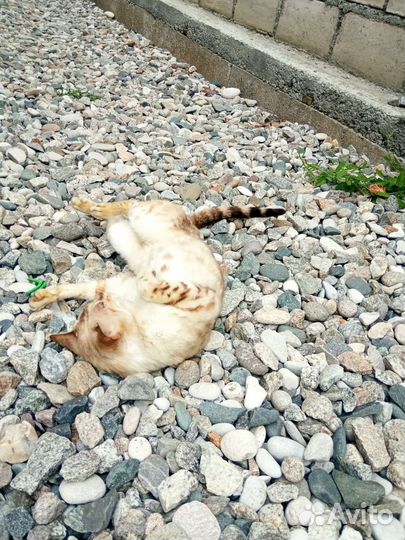 Кошка в дар, бесплатно