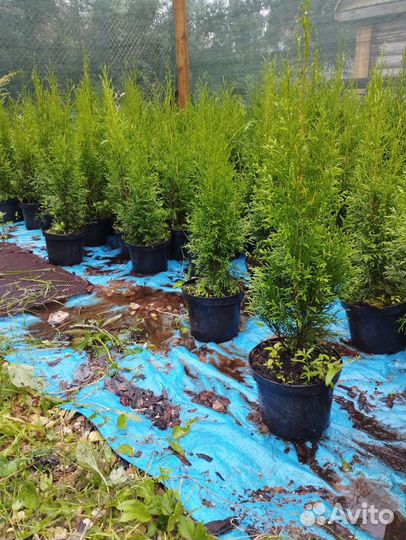 Саженцы туи смарагд
