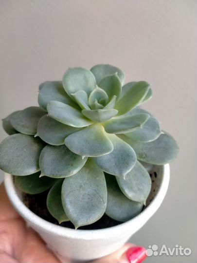 Эхеверия. Сккуленты для флорариума
