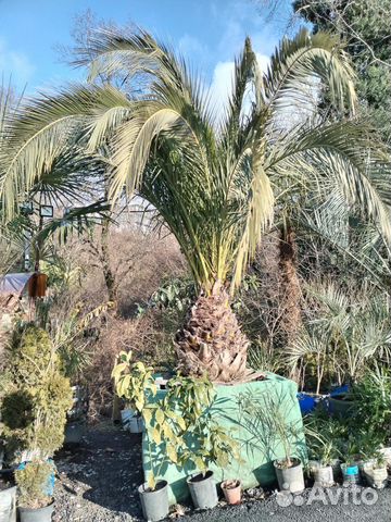 Пальмы разных размеров