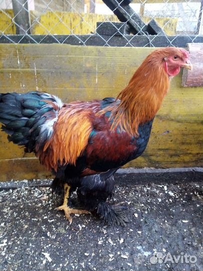 Петухи брама