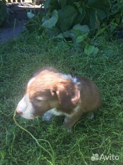 Отдам щенков