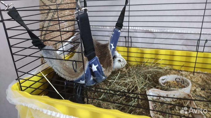 Морские свинки