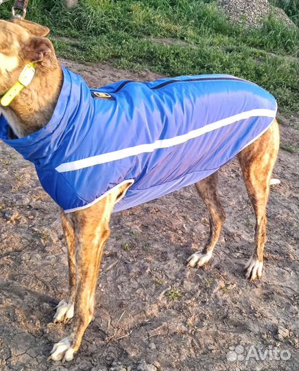 Попоны для собак