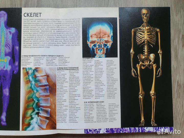 Большой атлас анатомии человека. Крутой Красочный