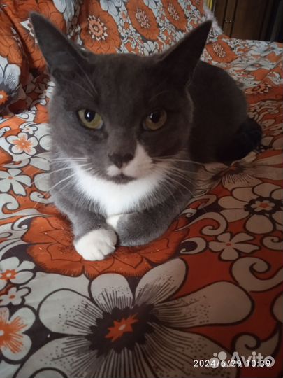 Кошка