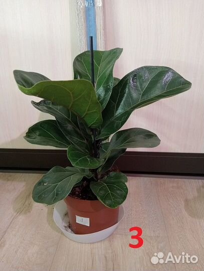 Фикус, разные виды