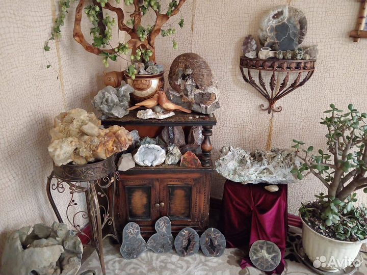 Минералы. Окаменелости. Септарии. Жеоды. Аммониты