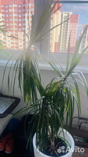 Пальма драцена