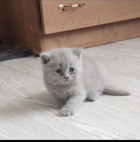 Британский котенок